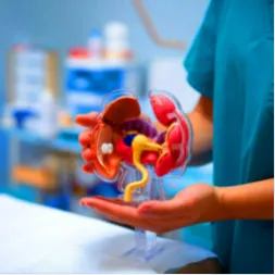 Urologist specialist for urinary tract and male reproductive health